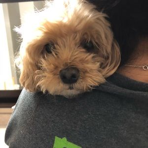 Meet your Posher, Amber